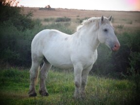 Gemini Maurice - Beautiful Stallion, loving temperament
Under Saddle and harness
16hh
Born 25/08/2008
Sire: Elsenburg Mbeki
Dam: Elsenburg Mazda
Sire of dam: Elsenburg Malan